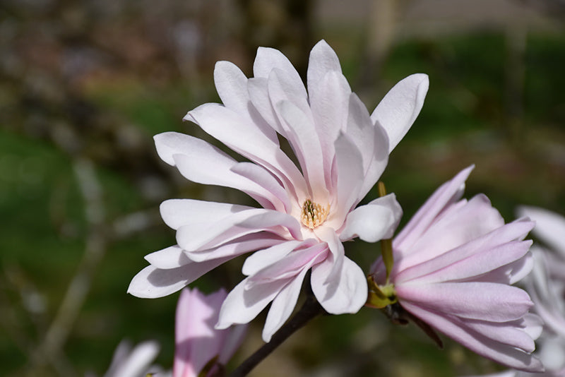 Magnolia stellata 'Jane Platt'
