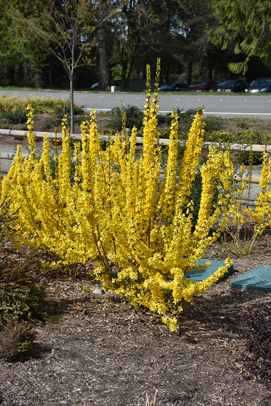 Forsythia x intermedia 'Show Off Starlet'