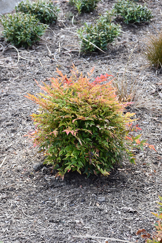 Nandina domestica 'Gulf Stream'