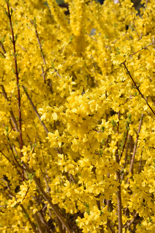 Forsythia x intermedia 'Kolgold'