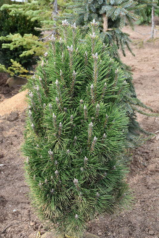 Pinus nigra 'Frank'
