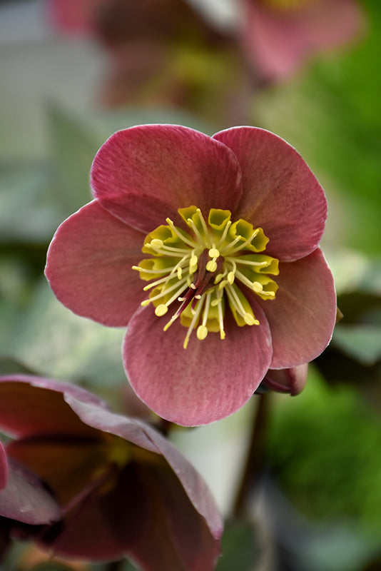 Helleborus 'Pippa's Purple'