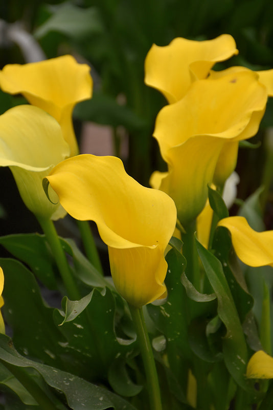 Zantedeschia x hybrida 'Captain Solo'