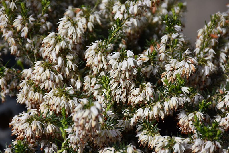 Erica carnea 'Schneekuppe'