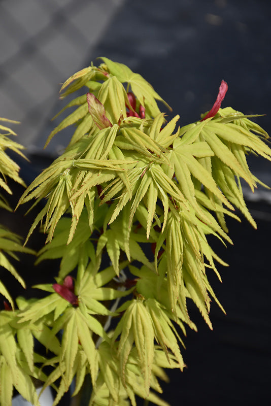 Acer palmatum 'Mikawa Yatsubusa'