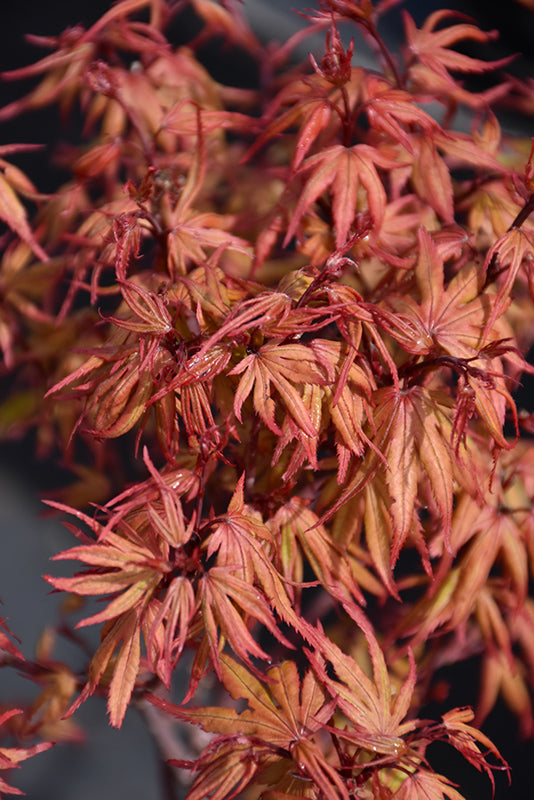 Acer palmatum 'Kuro Hime'