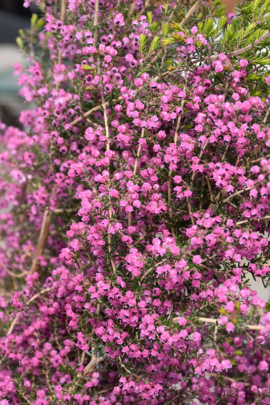 Erica canaliculata