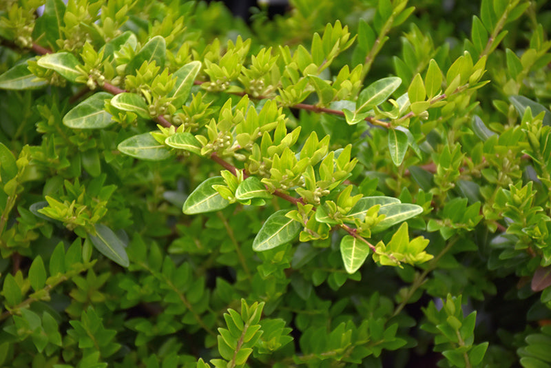 Lonicera pileata 'May Green'