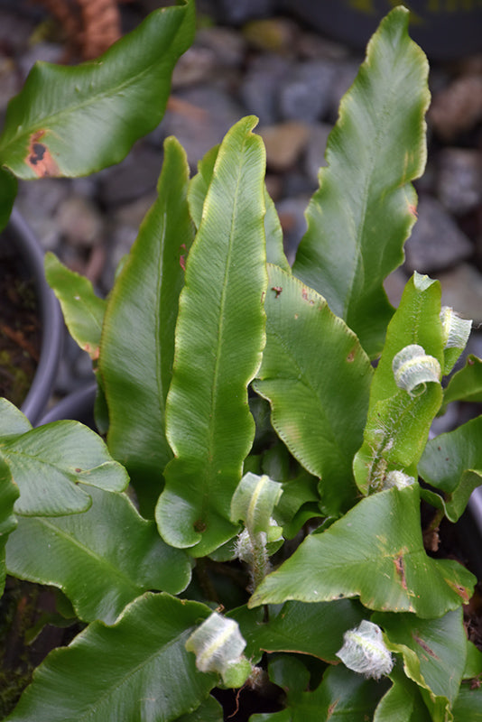 Asplenium scolopendrium