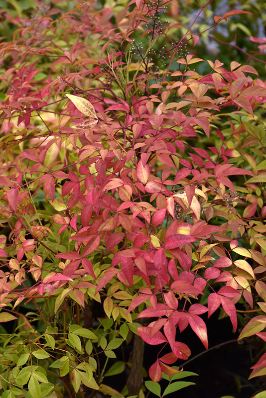 Nandina 'Sienna Sunrise'