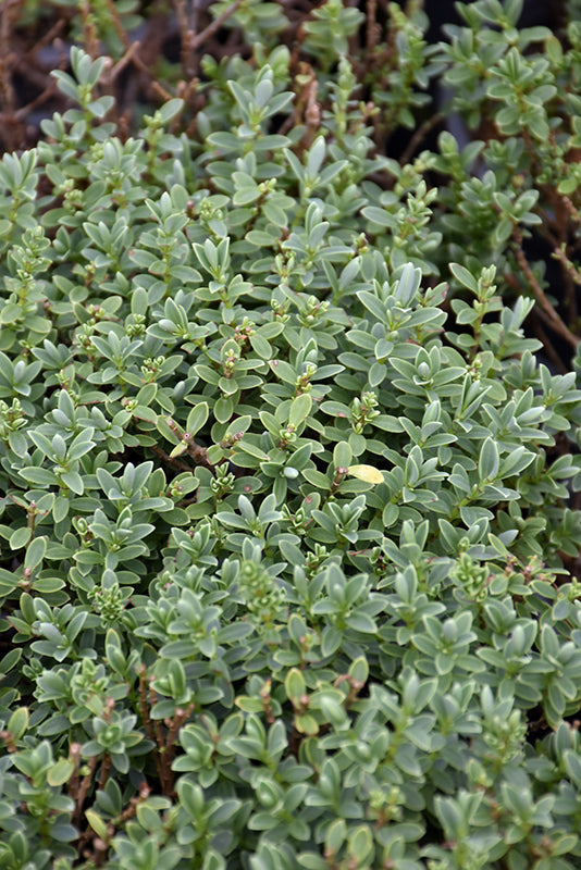 Hebe Topiaria