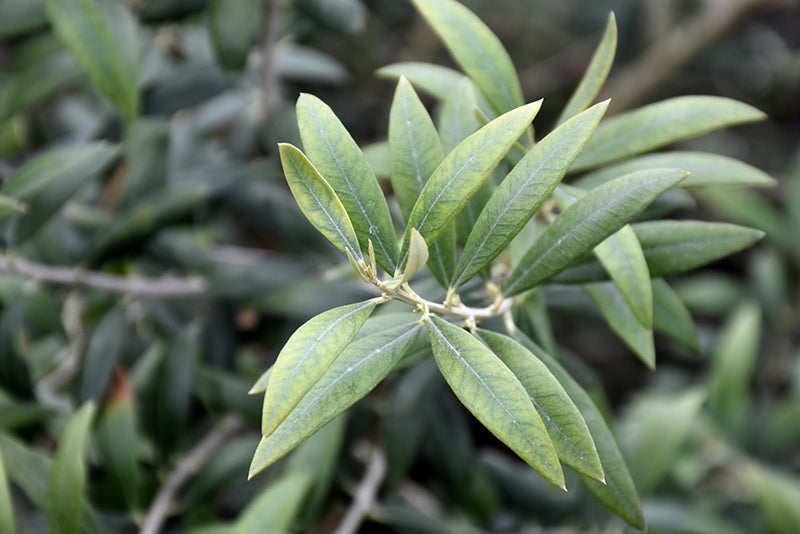 Olea europaea 'Manzanillo'