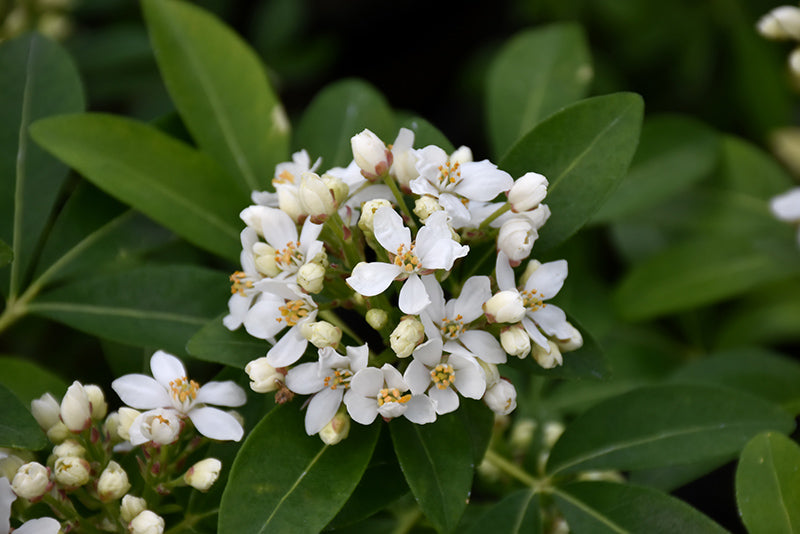 Choisya ternata