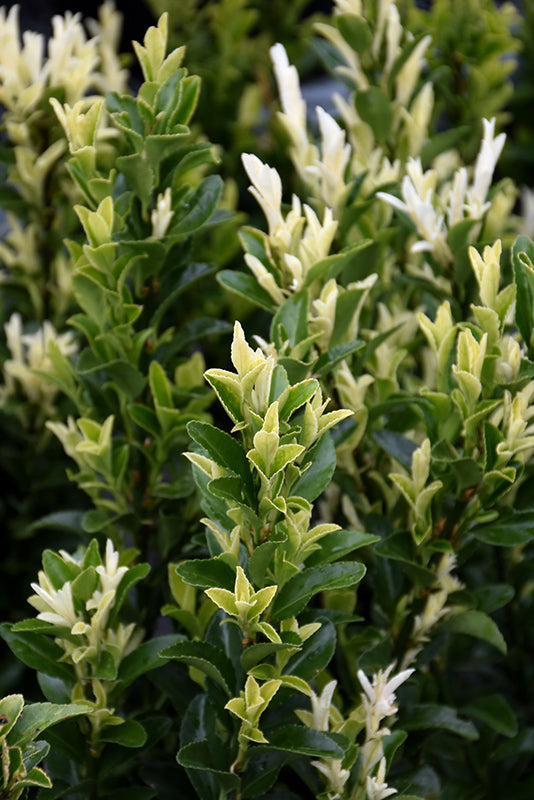 Euonymus japonicus 'Paloma Blanca'