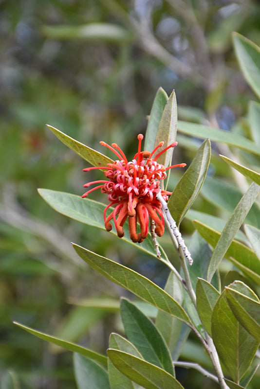 Grevillea victoriae