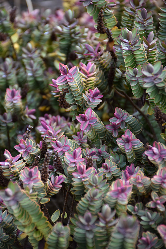 Hebe 'Silver Dollar'