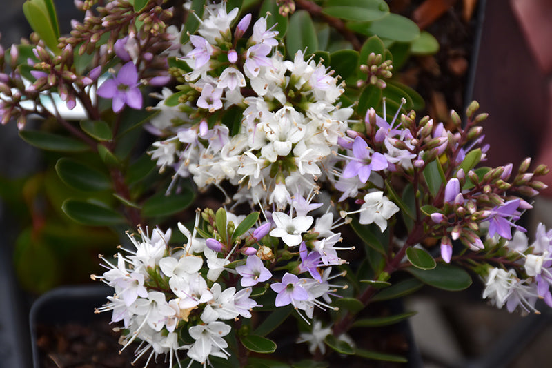Hebe buxifolia 'Patty's Purple'