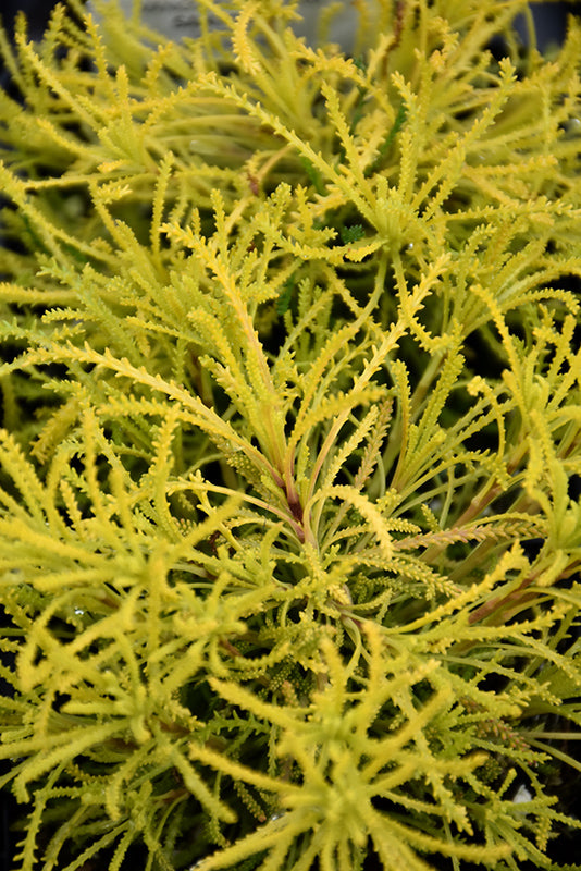 Santolina virens 'Lemon Fizz'