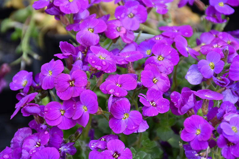 Aubretia 'Deep Purple'