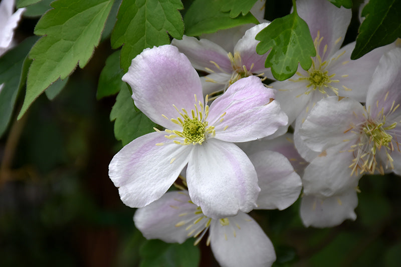 Clematis montana 'Pink Perfection'