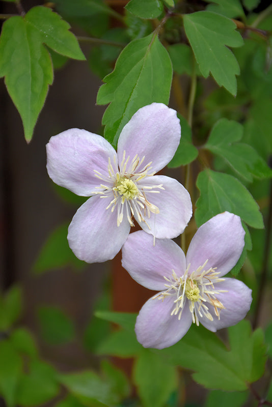 Clematis montana 'Elizabeth'