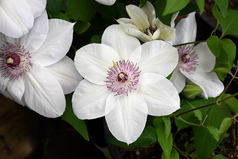 Clematis 'Miss Bateman'