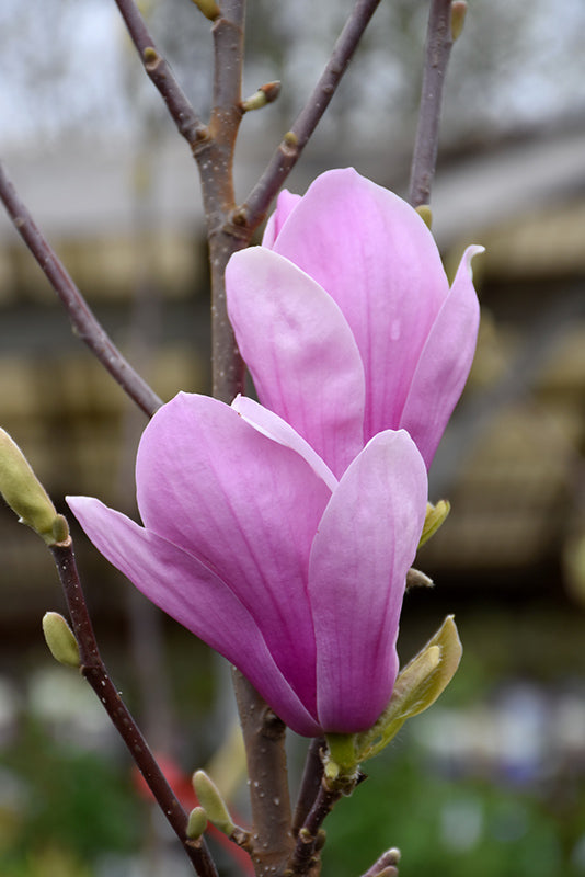 Magnolia 'Coates'