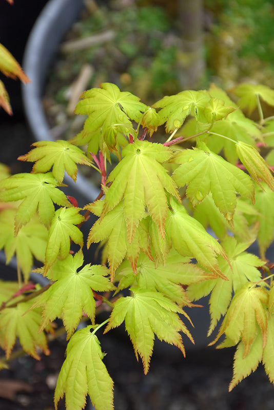 Acer palmatum 'Summer Gold'