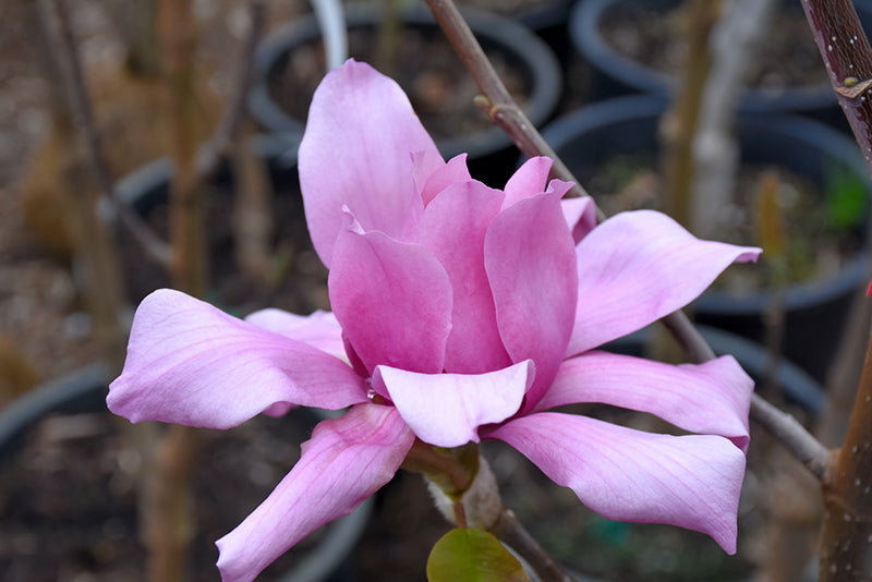 Magnolia x 'Vulcan'