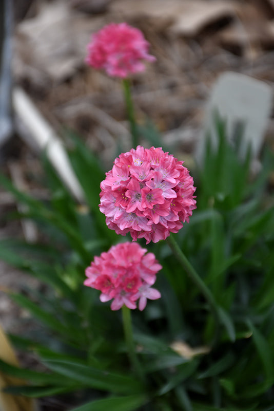 Armeria 'Dreameria'