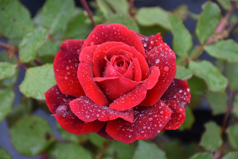 Rosa 'Don Juan'