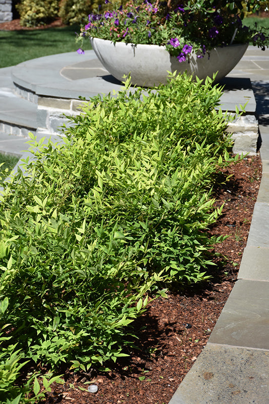 Nandina domestica 'Lemon Lime'
