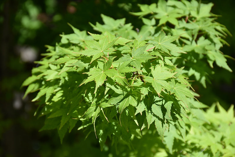 Acer palmatum 'Winter Flame'