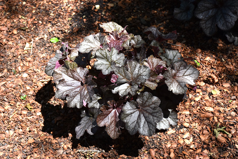 Heuchera 'Northern Exposure Black'