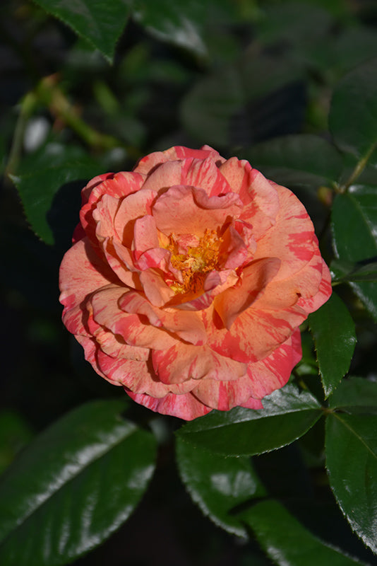 Rosa floribunda 'Frida Kahlo'
