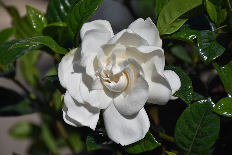 Gardenia jasminoides 'Crown Jewel'