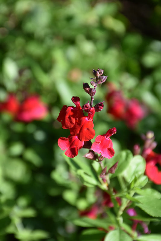 Salvia greggii 'Lipstick'