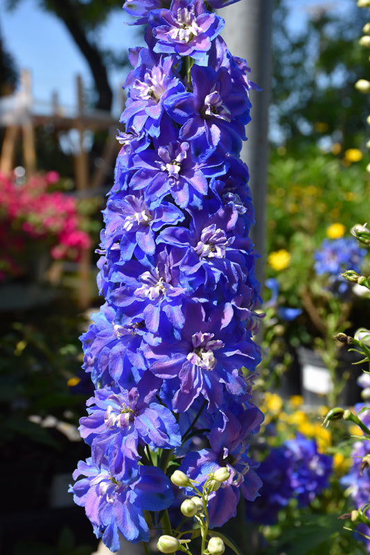 Delphinium elatum 'Guardian Blue'