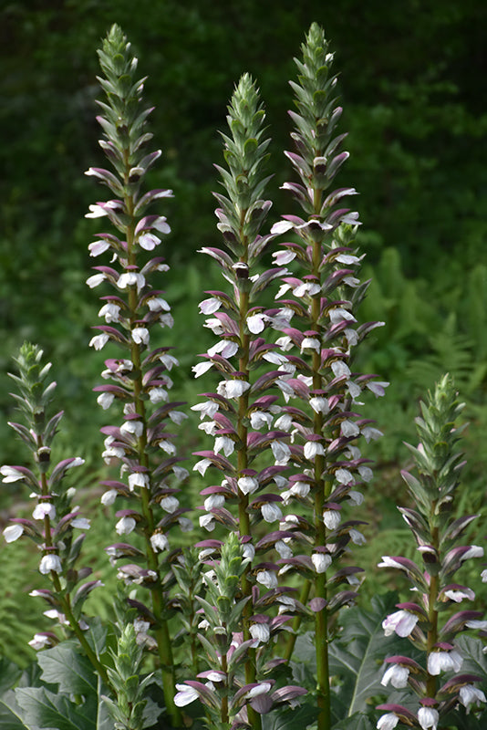 Acanthus mollis