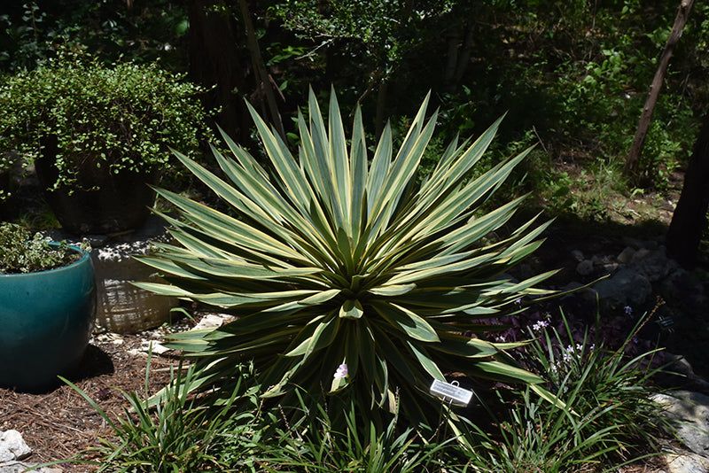 Yucca gloriosa 'Variegata'