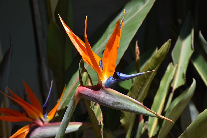 Strelitzia 'Orange '