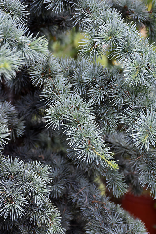 Cedrus atlantica glauca 'Fastigiata'