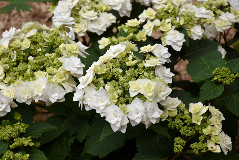 Hydrangea macrophylla 'Wedding Gown'