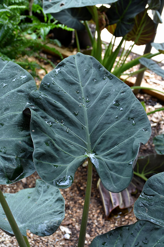 Alocasia 'Regal Shields'