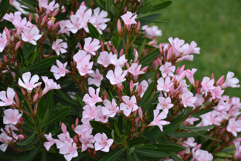 Nerium oleander 'Petite Pink'