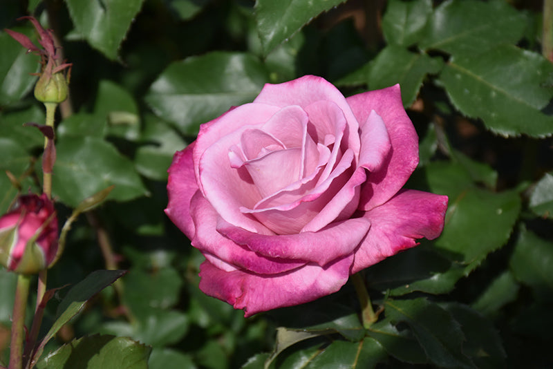 Rosa 'Fragrant Plum'