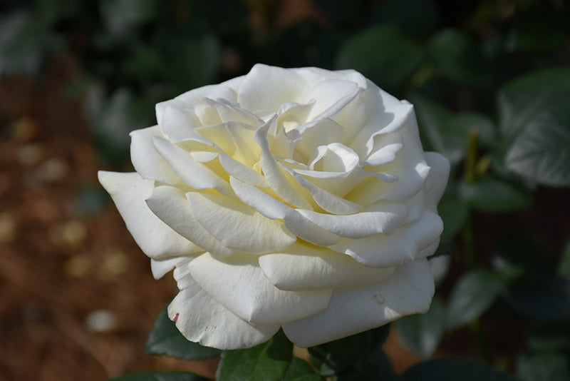 Rosa hybrid tea Tree Rose 'Sugar Moon'
