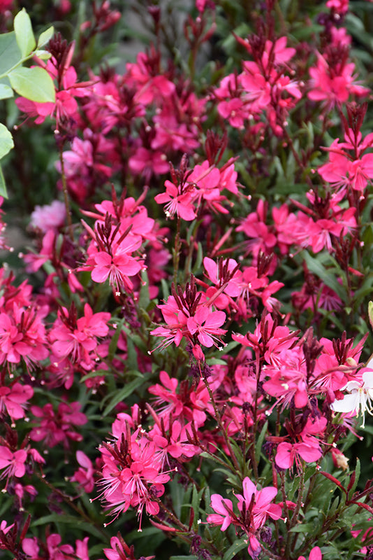 Gaura 'Whiskers Deep Pink'