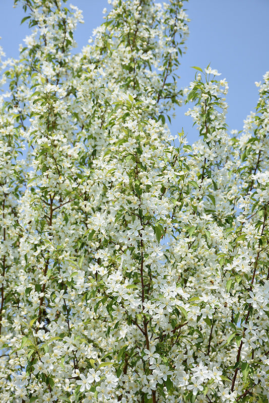 Apple - Malus 'Starlite' Ornamental Crab Apple