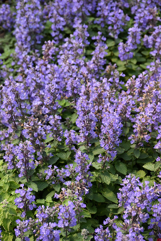 Nepeta faassenii 'Purrsian Blue'